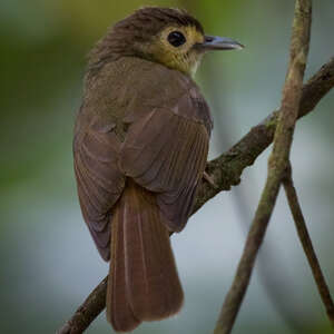 Bulbul chevelu