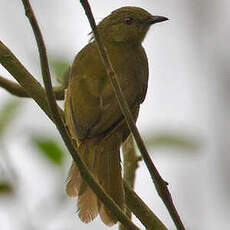 Bulbul concolore