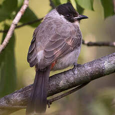 Bulbul cul-d'or