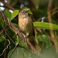 Bulbul d'Ansorge