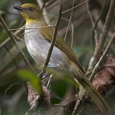 Bulbul de Falkenstein