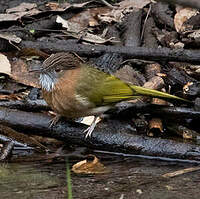 Bulbul de McClelland