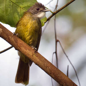 Bulbul de Reichenow