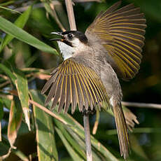 Bulbul de Taïwan