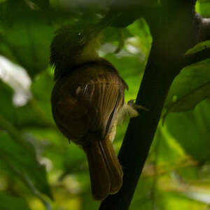 Bulbul de Xavier