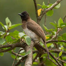 Bulbul des jardins