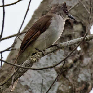 Bulbul laineux