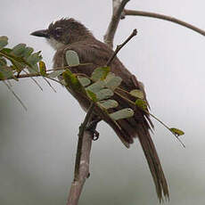 Bulbul modeste