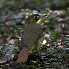 Bulbul moustac