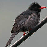 Bulbul noir