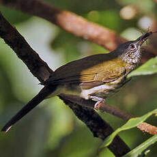 Bulbul verdin