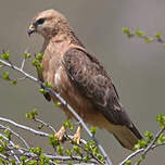 Buse variable