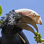 Calao à joues argent