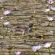 Canard à bec jaune