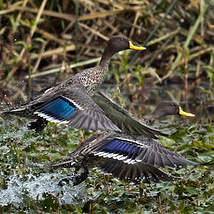 Canard à bec jaune