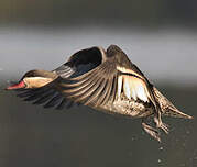 Canard à bec rouge