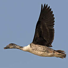 Canard à bosse