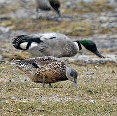 Canard à faucilles