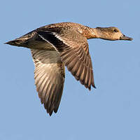 Canard à faucilles