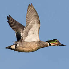 Canard à faucilles