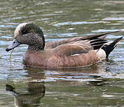 Canard à front blanc