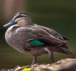 Canard à sourcils