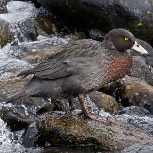 Canard bleu