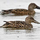 Canard bridé