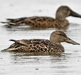 Canard bridé