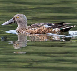 Canard bridé