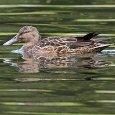 Canard bridé