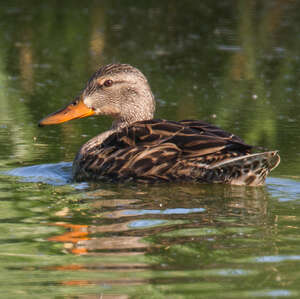 Canard brun