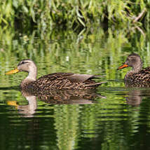 Canard brun