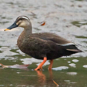 Canard de Chine