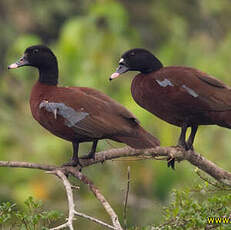 Canard de Hartlaub