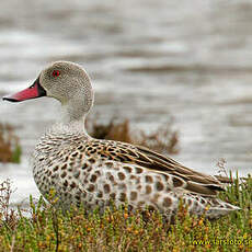 Canard du Cap