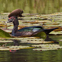 Canard musqué