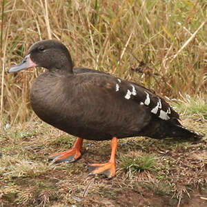 Canard noirâtre