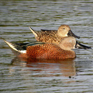 Canard spatule