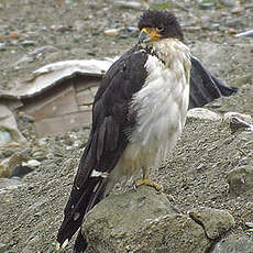 Caracara à gorge blanche