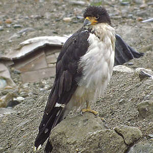 Caracara à gorge blanche