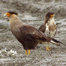 Caracara huppé