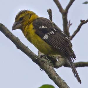 Cardinal à tête jaune