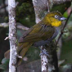 Chlorospin à gorge jaune