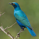 Choucador à oreillons bleus