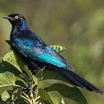 Choucador de Rüppell