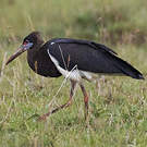 Cigogne d'Abdim