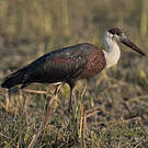 Cigogne épiscopale