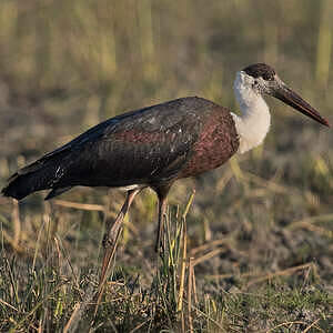 Cigogne épiscopale