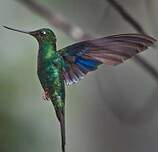 Colibri à ailes saphir